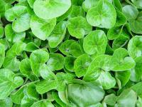 ASARUM CANADENSE 