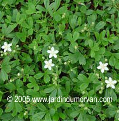 Potentilla tridentata 'Minima'