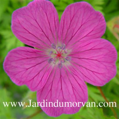 GERANIUM SANGUINEUM 'SULEIKEN'