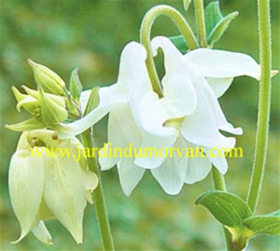 AQUILEGIA 'GREEN APPLE'