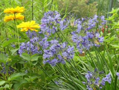 AGAPANTHUS 'HEADBOURNE HYBRIDS' - AGAPANTHE BLEUE