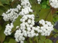 AGERATINA ALTISSIMA 'CHOCOLATE'