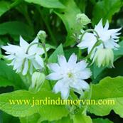 AQUILEGIA VULGARIS 'BLACK BARLOW'