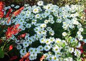 ARCTANTHEMUM ARCTICUM 'POLARSTERN'