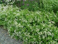 ASTER DIVARICATUS 'BETH CHATTO'