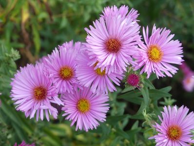 ASTER NOVAE-ANGLIAE 'HARRINGTON PINK'