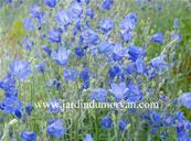 CAMPANULA 'FRANCK LAWLEY'