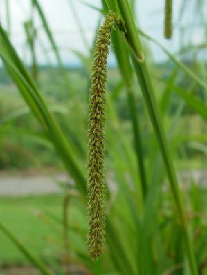 CAREX PENDULA