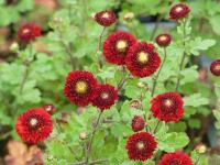 CHRYSANTHEMUM 'JULIE LA GRAVERE'