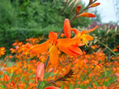 CROCOSMIA x CROCOSMIFLORA