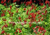 DICENTRA FORMOSA 'BACCHANAL'