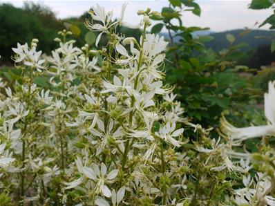 DICTAMNUS ALBUS 'ALBIFLORUS'