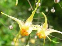 EPIMEDIUM x 'AMBER QUEEN'