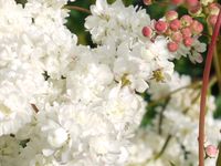 FILIPENDULA HEXAPETALA 'PLENA'