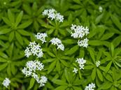 GALIUM ODORATUM