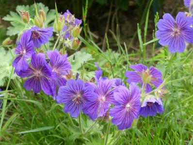 GERANIUM X MAGNIFICUM 'ANEMONIFLORUM'