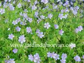 GERANIUM 'BLUE CLOUD'