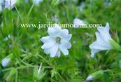 GERANIUM OXONIANUM 'REBECCA MOSS'