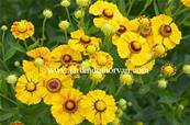 HELENIUM 'ZIMBELSTERN'