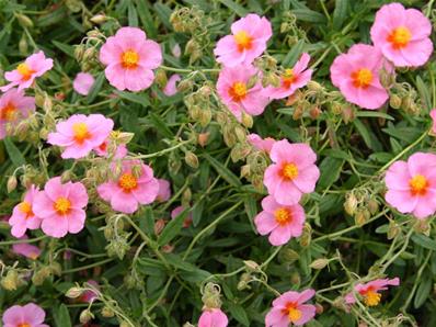 HELIANTHEMUM 'WISLEY PINK' 