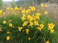 HEMEROCALLIS 'JUDGE ORR'