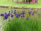 IRIS SIBIRICA MY LOVE 