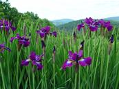 IRIS SIBIRICA 'BERLIN PURPLE WINE'