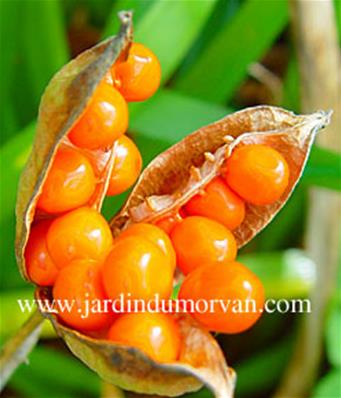 IRIS FOETIDISSIMA