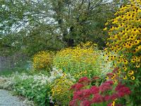 RUDBECKIA TRILOBA