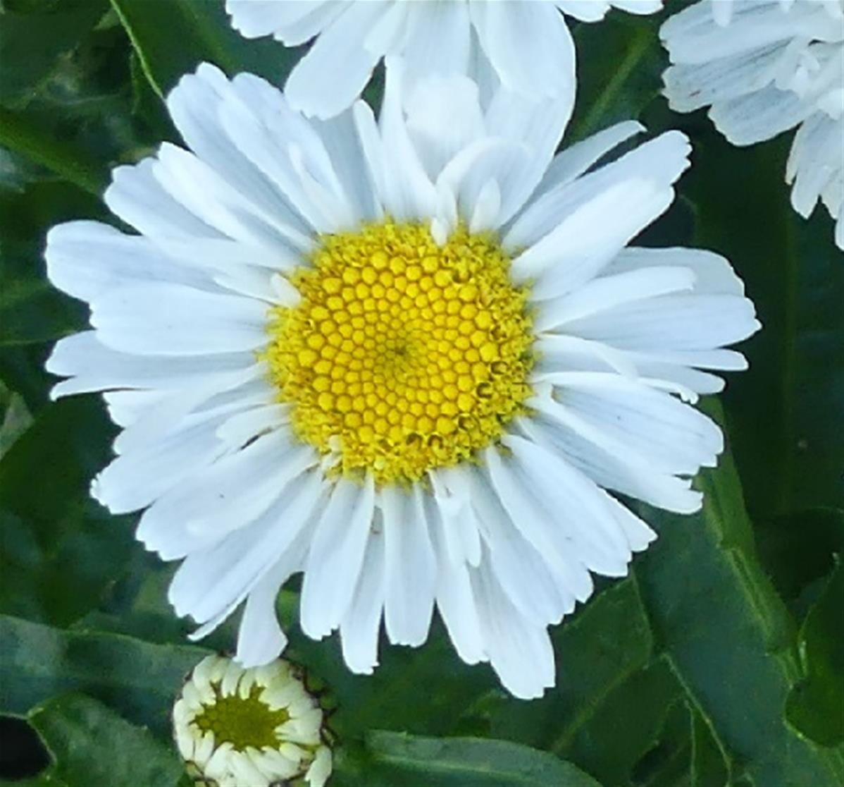 LEUCANTHEMUM REAL JOY Du Jardin Du Morvan La P pini re De Thierry DENIS LEUCANTHEMUM REAL JOY Du Jardin Du Morvan La P pini re De Thierry DENIS