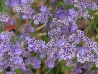 LIMONIUM LATIFOLIUM