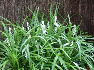 LIRIOPE MUSCARI 'MONROE WHITE' 
