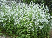 LUNARIA ANNUA 'ALBA'