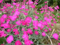 LYCHNIS CORONARIA 'ABBOTWOOD ROSE'
