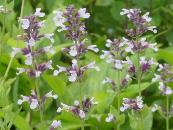 NEPETA 'PINK FORM'