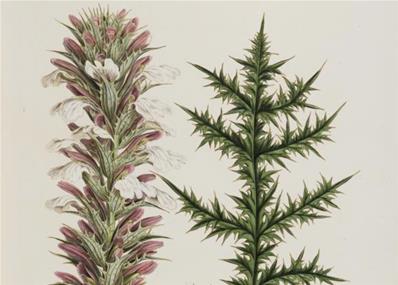 ACANTHUS SPINOSISSIMUS