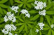 GALIUM ODORATUM