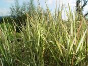 PHALARIS ARUNDINACEA 'STRAWBERRIES AND CREAM'