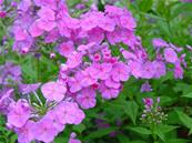 PHLOX AMPLIFOLIA