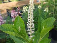 PHYTOLACCA ACINOSA