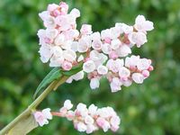 POLYGONUM CAMPANULATUM