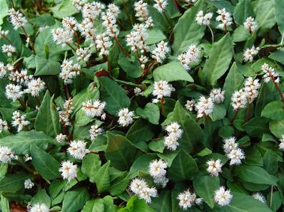 POLYGONUM TENUICAULE