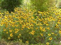 RUDBECKIA TRILOBA