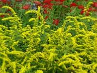 SOLIDAGO RUGOSA