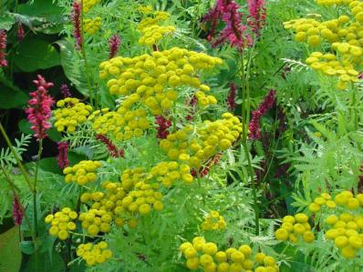 TANACETUM VULGARE 'ISLA GOLD'