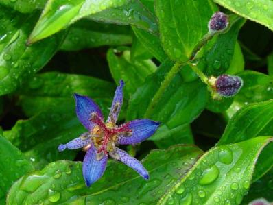 TRICYRTIS 'BLAUE'