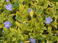 VINCA MINOR 'AUREOVARIEGATA' 