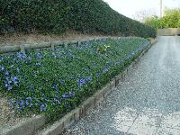 VINCA MINOR 'MARIE'