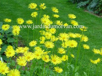 DORONICUM PLANTAGINEUM 'EXCELSUM'