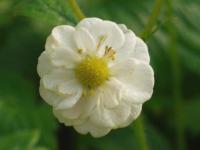 FRAGARIA VESCA 'FLORE PLENA'